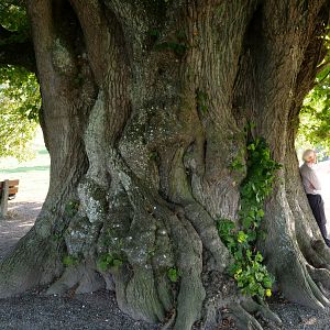 Photo La Puissance de l’arbre avec Ernst Zürcher