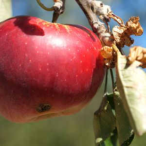 Photo La Ferme qui soigne