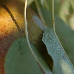 Photo La Ferme qui soigne