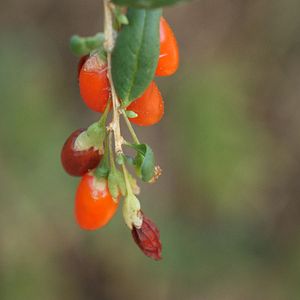 Photo La Ferme qui soigne