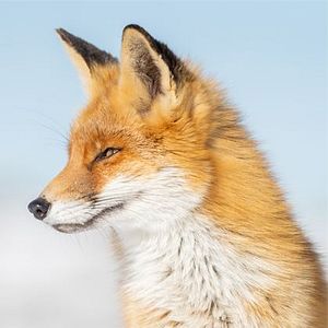 Photo Le renard