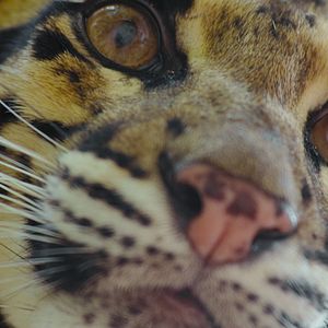 Photo Le Règne animal