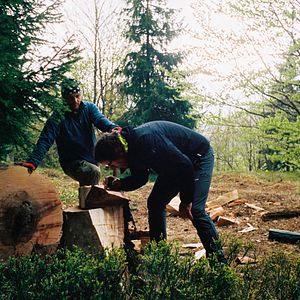 Photo La Symphonie des arbres