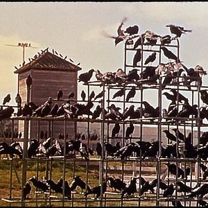 Photo Les Oiseaux