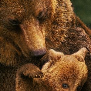 Photo Grizzly