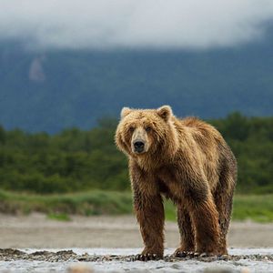 Photo Grizzly