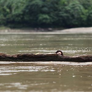 Photo The Green Inferno