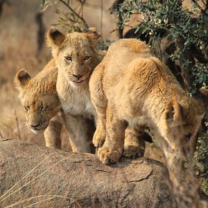 Photo African Safari 3D