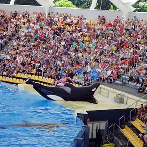 Photo Blackfish