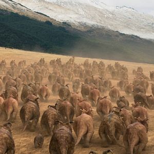 Photo Sur la terre des dinosaures, le film 3D