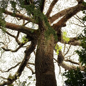 Photo Il était une forêt