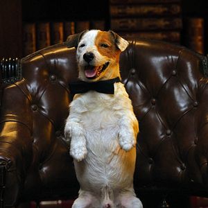 Photo Pancho, le chien millionnaire