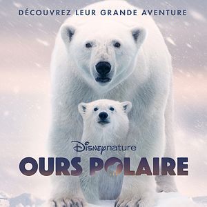 Photo Ours Polaire