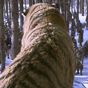 Photo The Tiger