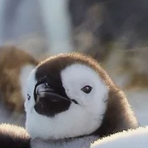 Photo Wild Babies : Petits et Sauvages