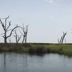 Photo Birds of America