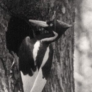 Photo Birds of America