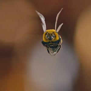 Photo Seul face à l'abeille