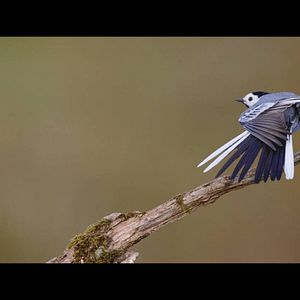 Photo Connexion Sauvage