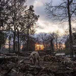Photo Mad Dog
