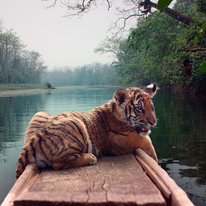 Photo Le Nid du Tigre