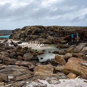 Photo Blueback – une amitié sous-marine