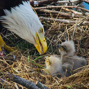 Photo Bienvenue sur l'île des loups