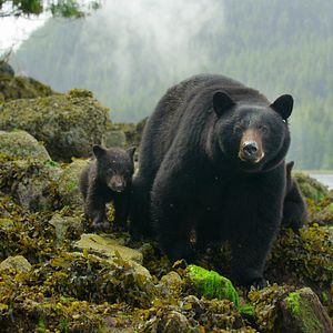 Photo Bienvenue sur l'île des loups