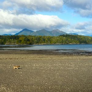Photo Bienvenue sur l'île des loups