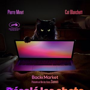 Photo Désolé les chats.
