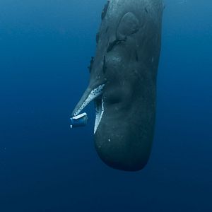 Photo Les Gardiennes de la planète