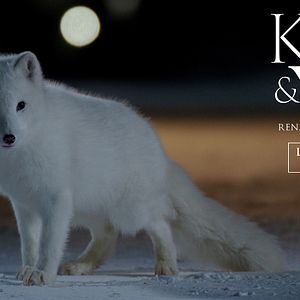 Photo Kina & Yuk : renards de la banquise