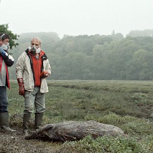 Photo Les Algues vertes