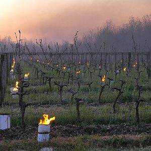 Photo Les Promesses de l'aube - Des vignerons face au gel