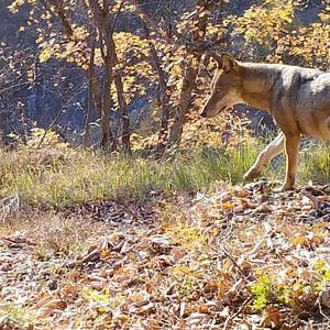 Photo Vivre avec les loups
