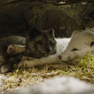 Photo Kina & Yuk : renards de la banquise