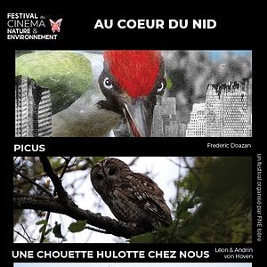 Photo Au cœur du nid