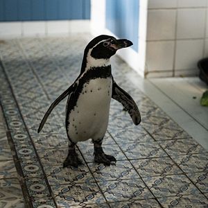 Photo Die Chaosschwestern und Pinguin Paul