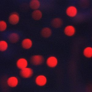 Photo Il fait nuit en Amérique