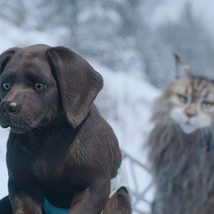 Photo Chien & Chat