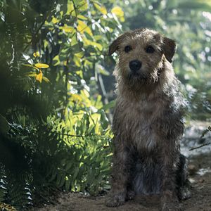 Photo Arthur the King