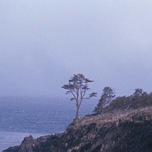 Photo The Tree