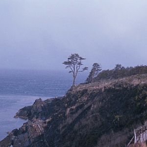 Photo The Tree