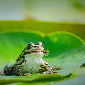 Photo Notre monde vivant