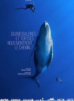 Des baleines, des tortues et des hommes