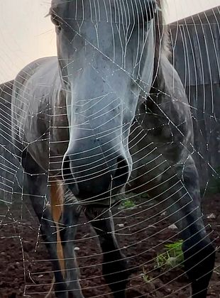 poster du film Horse Opera