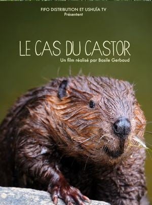 Le Cas du castor