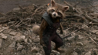 image de Les ratons laveurs