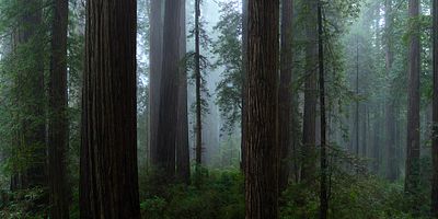 poster de la série Les forêts