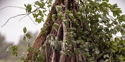 poster de la série Je brille, mais ne brûle pas